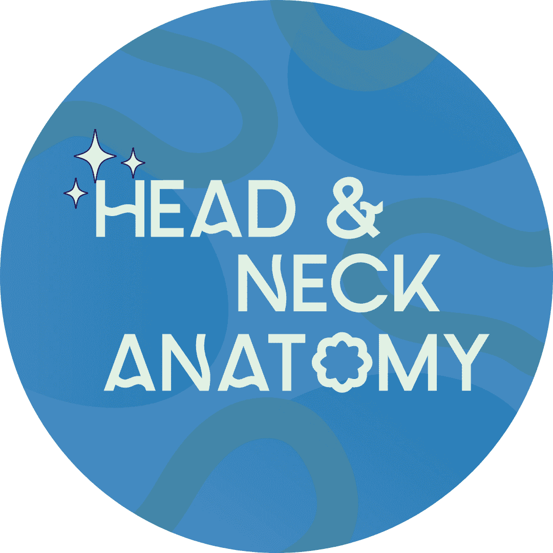 head neck anatomy